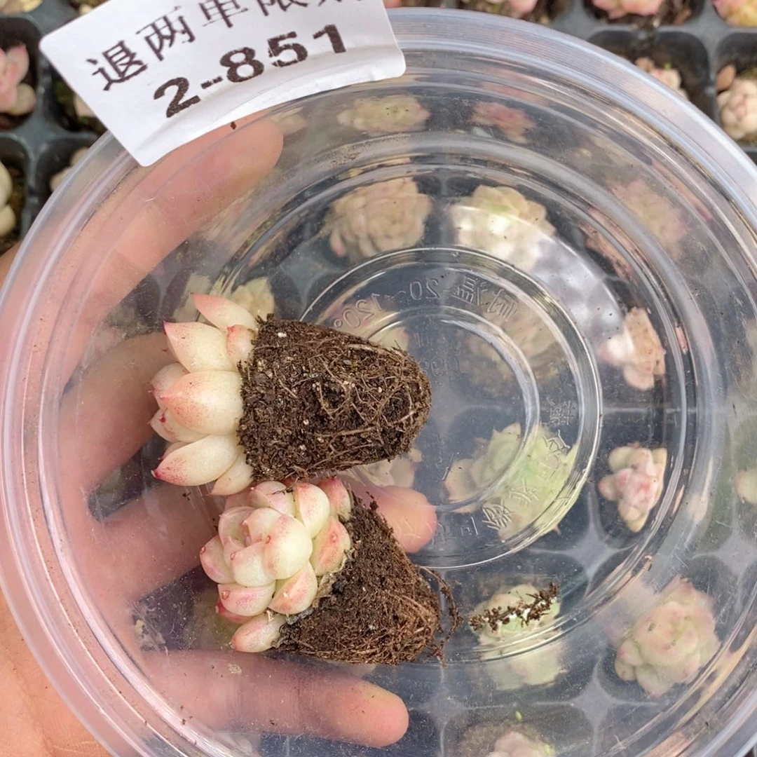 92-851多肉多肉多肉多肉