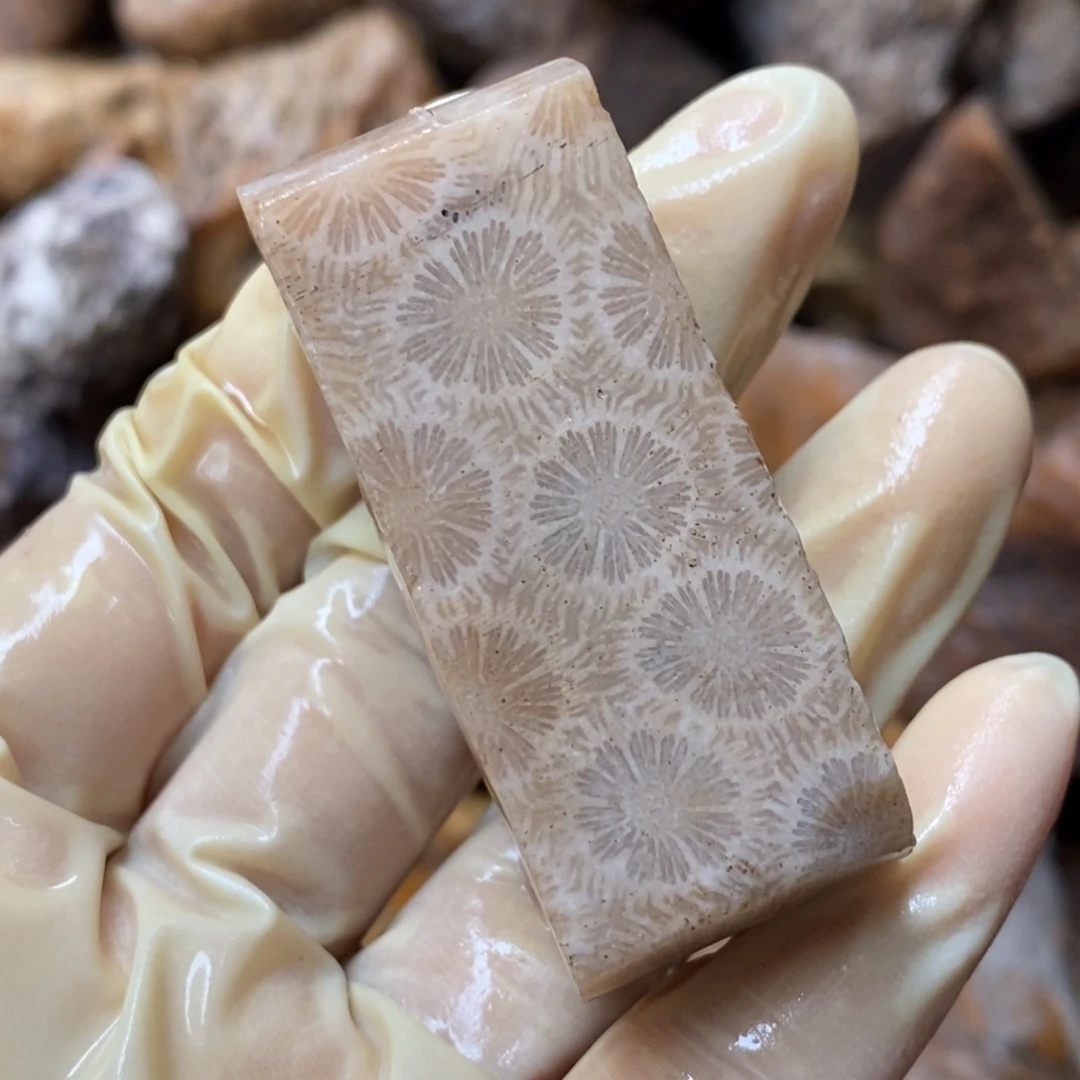 【闪购商品】硅化玉颈饰未镶嵌