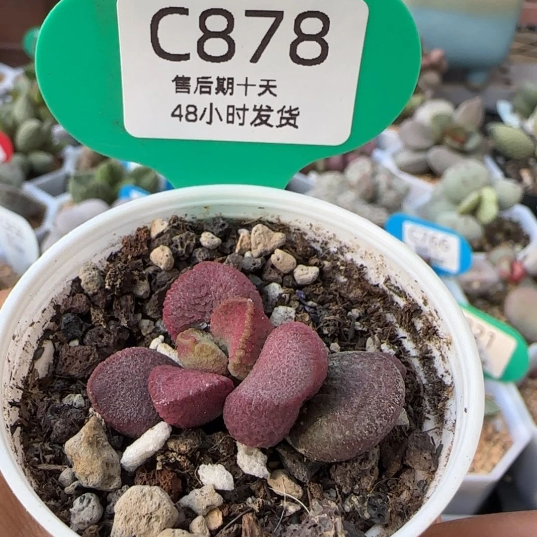 福利多肉。   878。