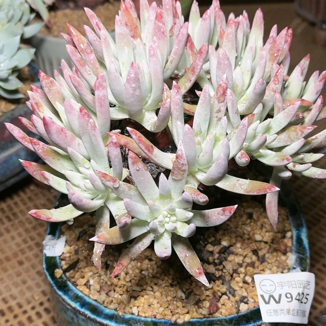 9425雪花仙女杯多肉