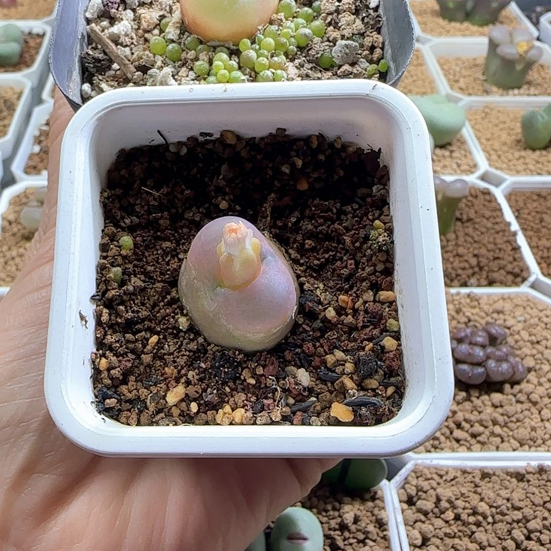 麻***版哈哈哈哈哈哈哈哈55136