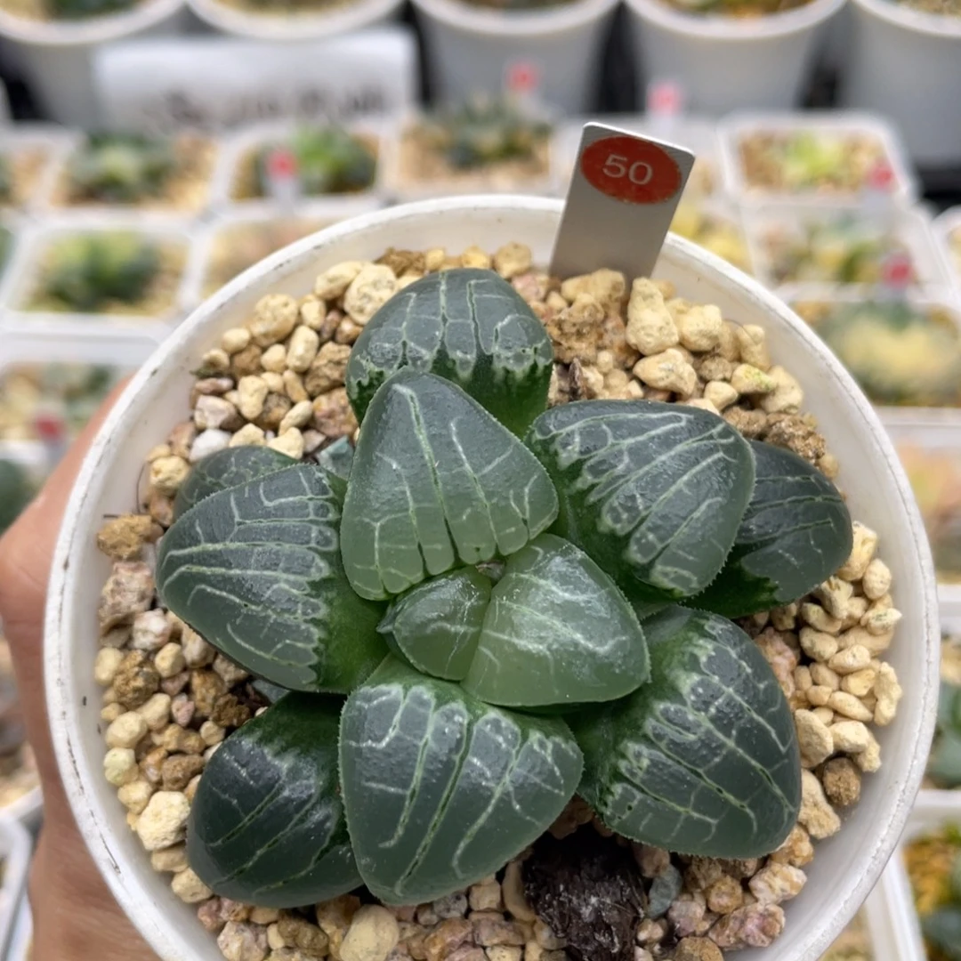 50 粉色甜心 小蔡的菜园
