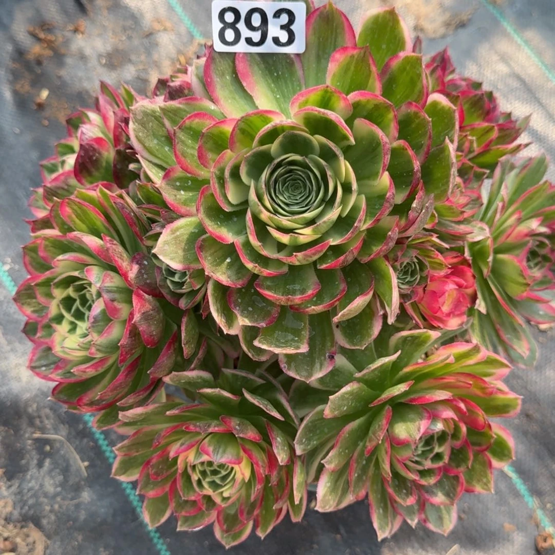 丹**i893海王多肉植物