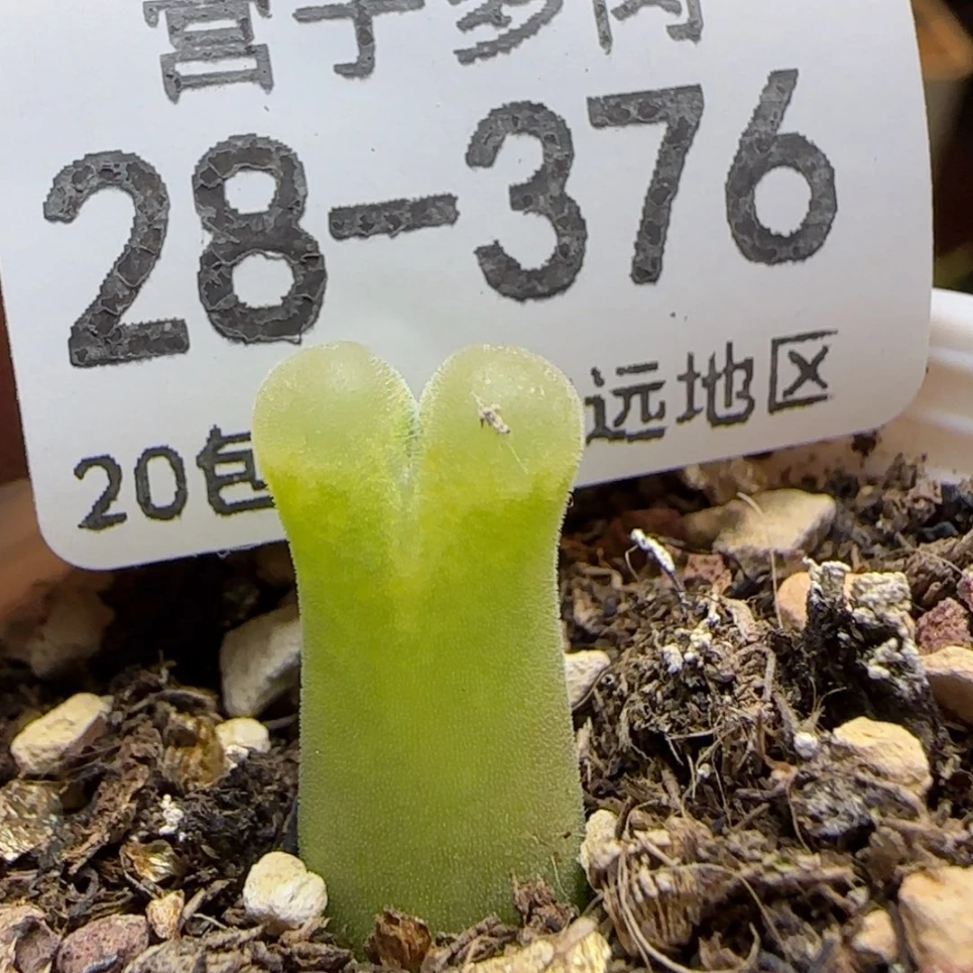 天鹅绒 带盆土发货。