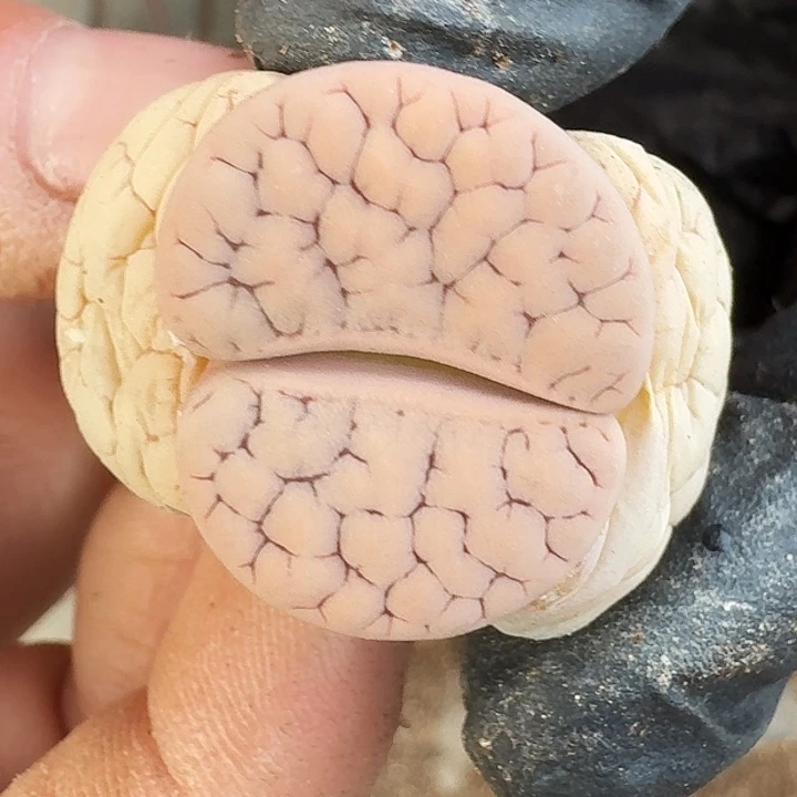 生石花1111。     320