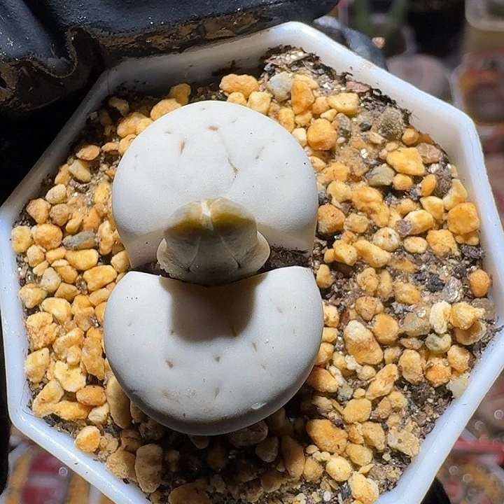 生石花2:：。在。30号