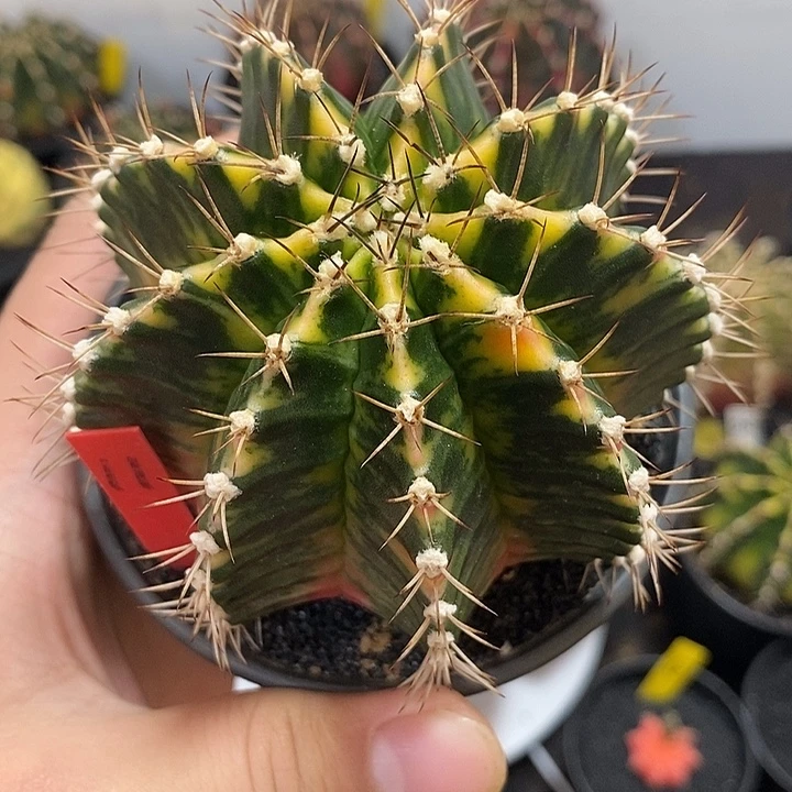 泰系全品米哈——元旦福利5