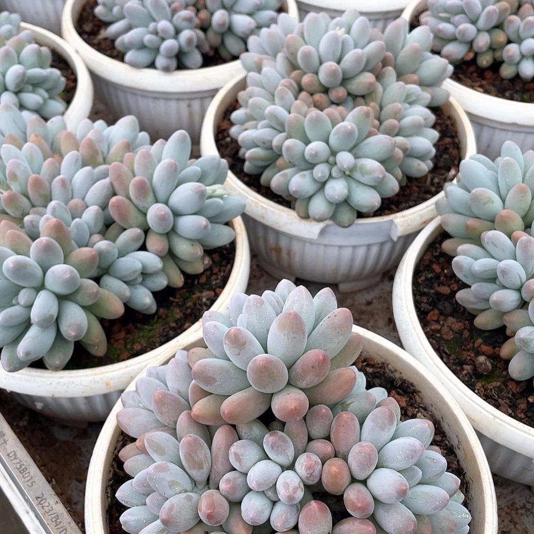 汤圆群生精控16厘米可挑