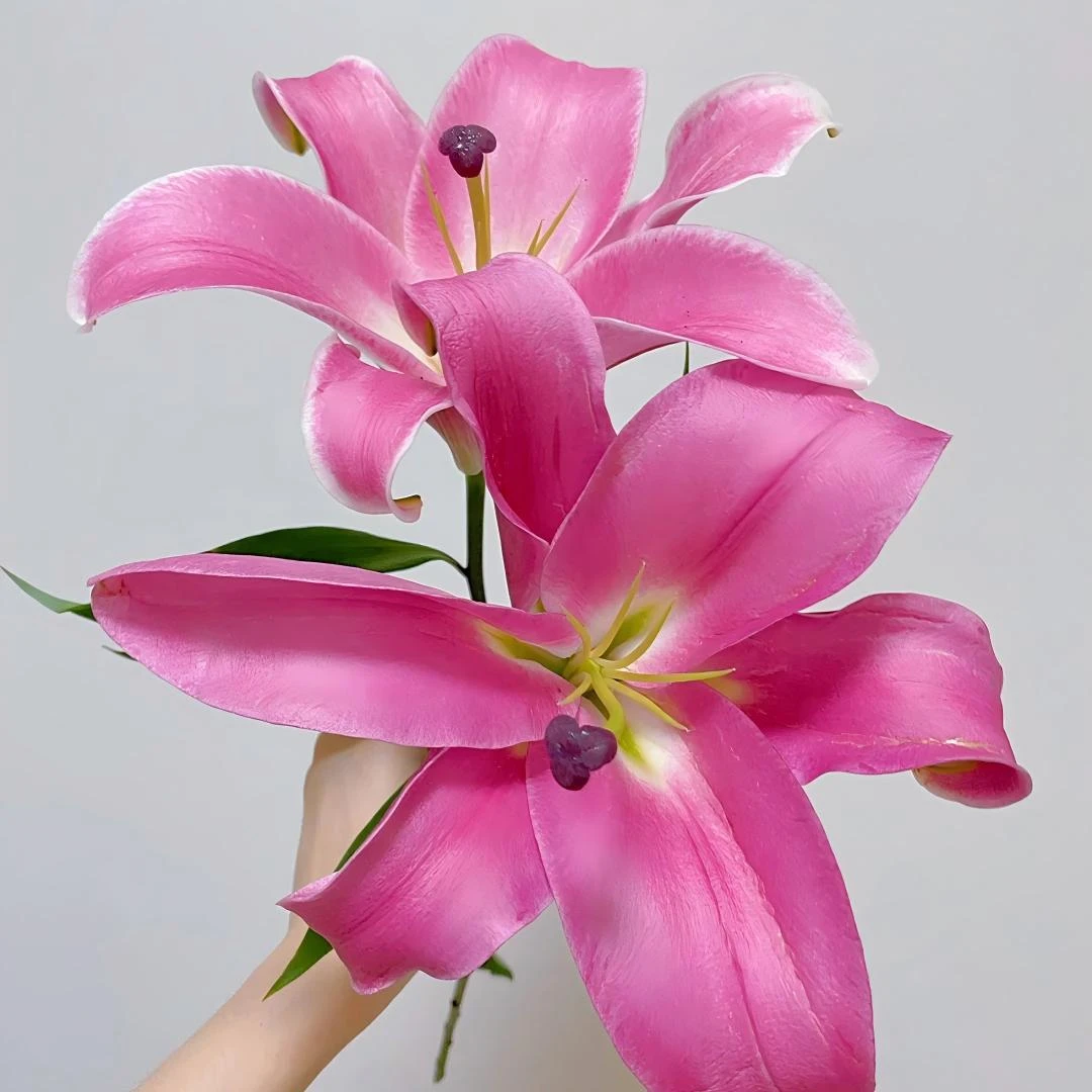 【普拉芬多百合鲜花】云南直发玫瑰鲜花两单顺丰冷链包邮LT