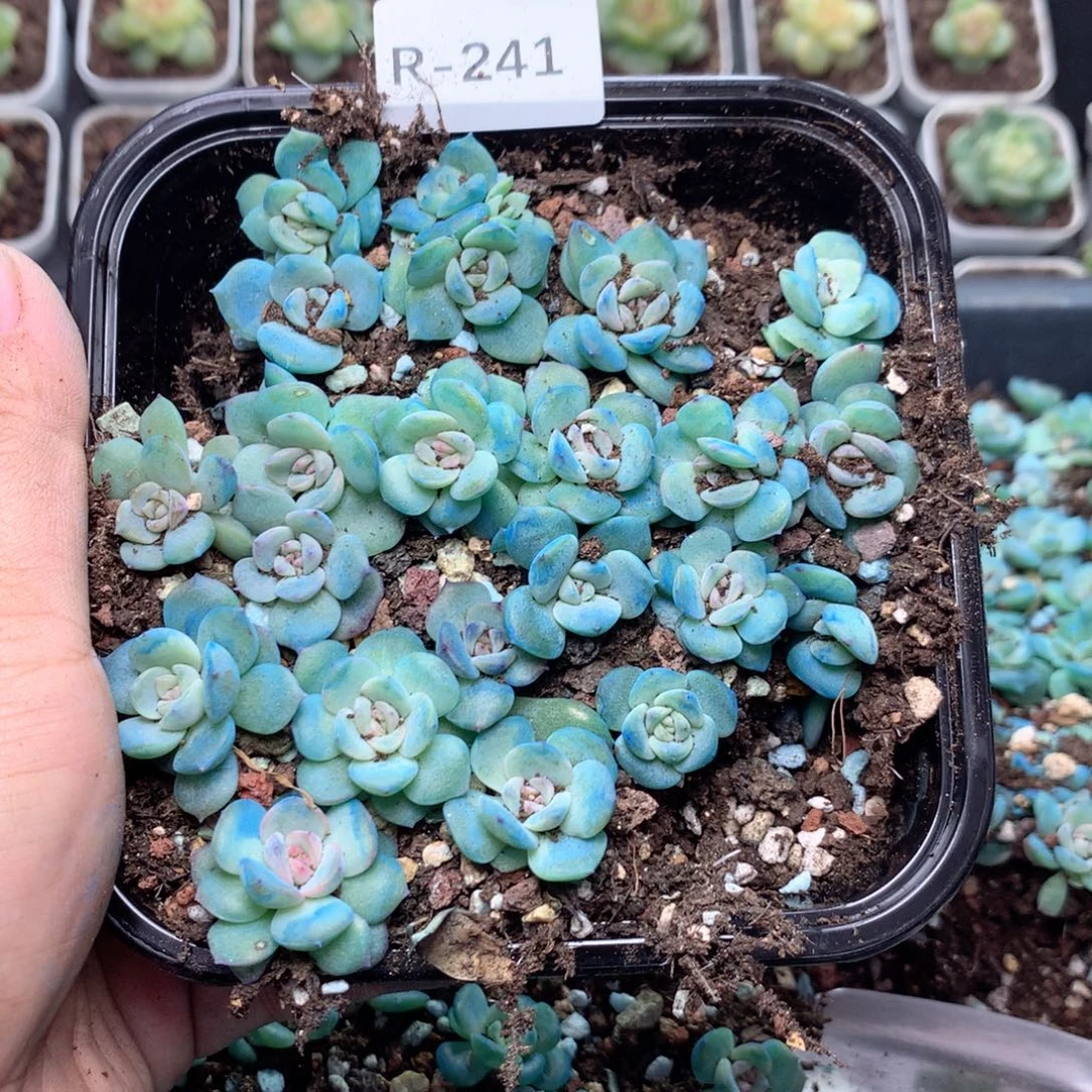 无花朵R241英语英语