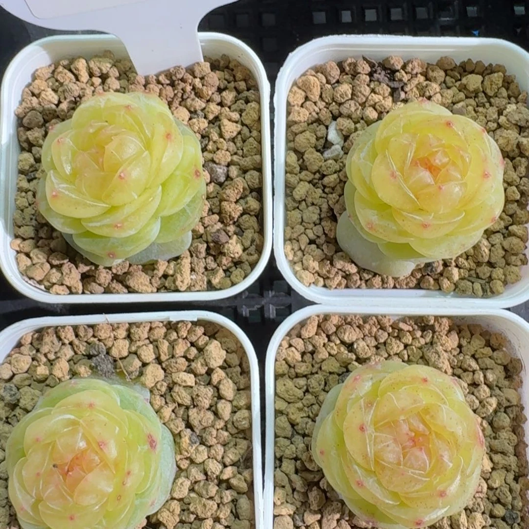 0129-0102素素量拍