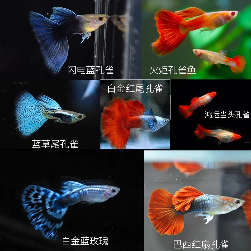 精品孔雀鱼一鱼一拍