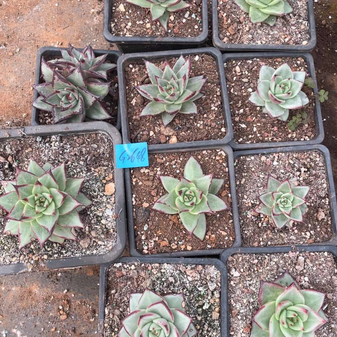 咋***了一筐特价福利不售后2648