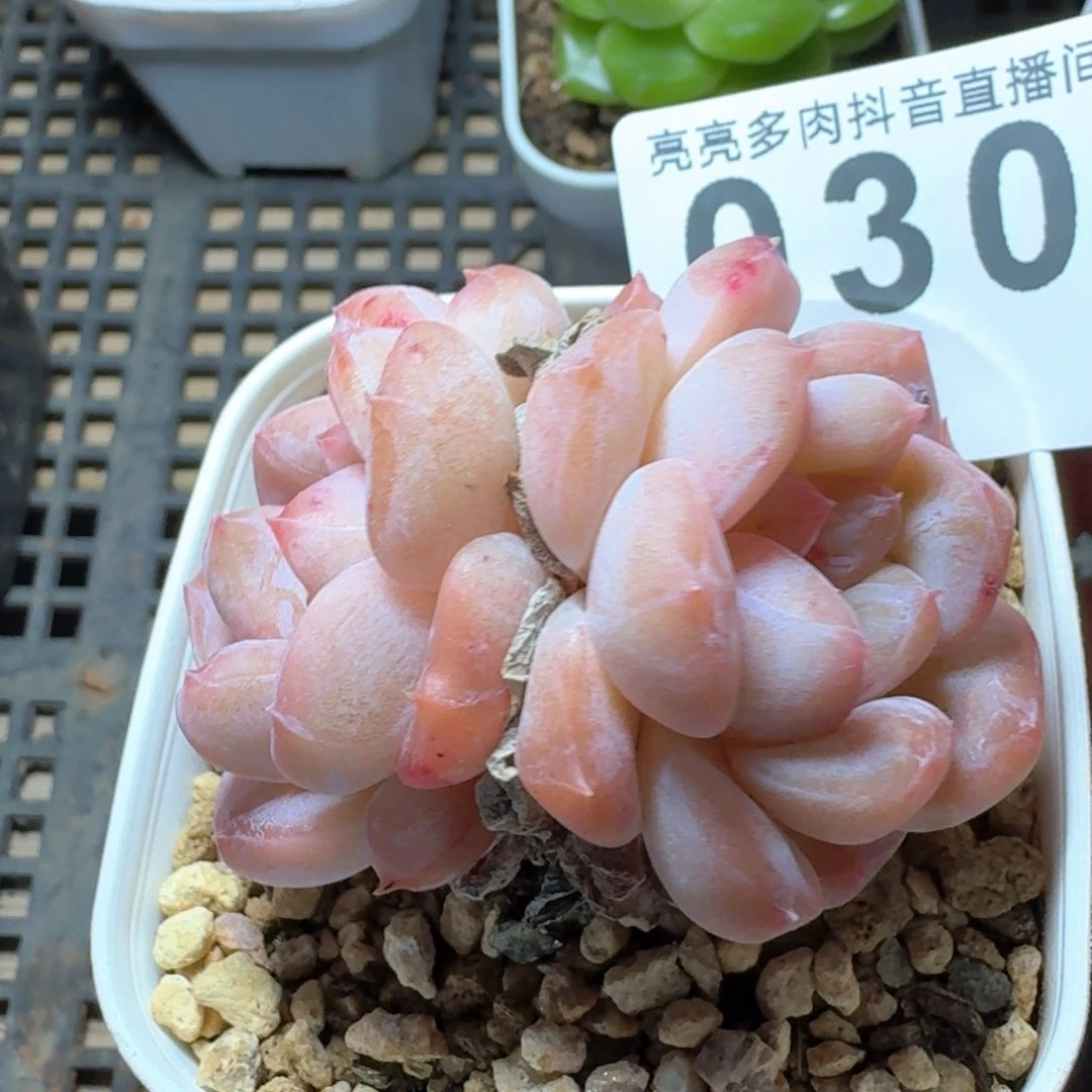 双头粉魄         多肉植物