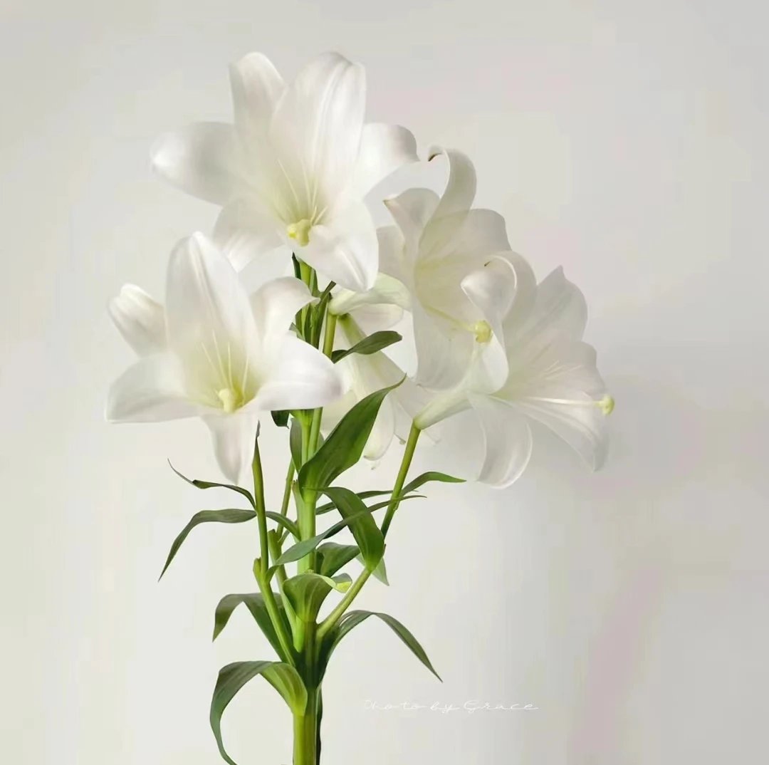 单瓣白色百合  白铁炮3头10支 任意两单包邮（2支不售后）