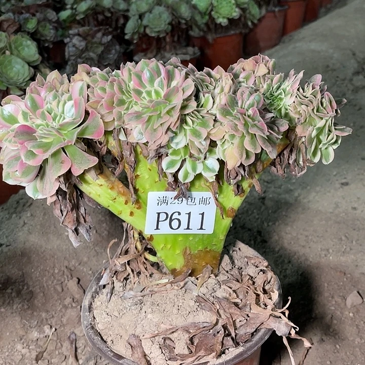611粉女巫坠多肉植物