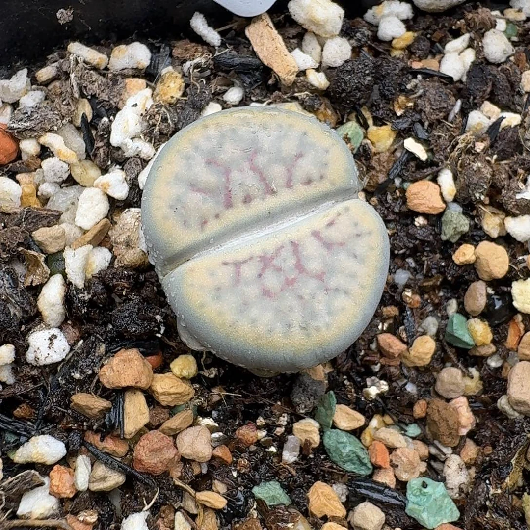 604线招福多肉哈哈哈哈哈