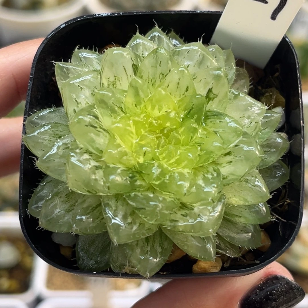 59翠云锦福利专场