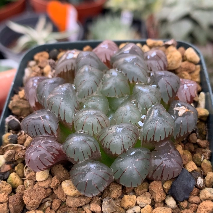 实生冰灯玉露，带盆一起