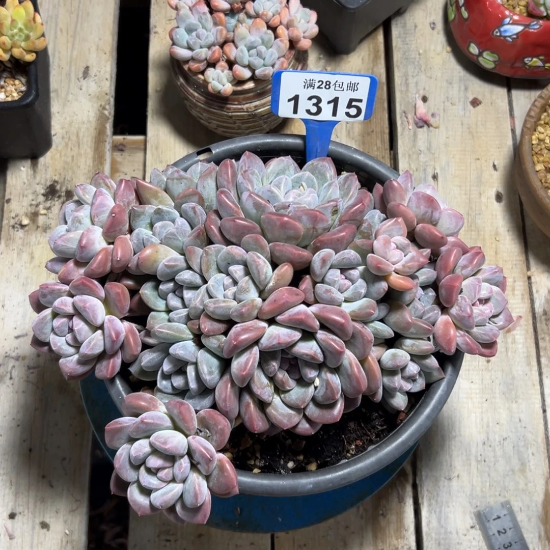 1315香橙，冠服25公分