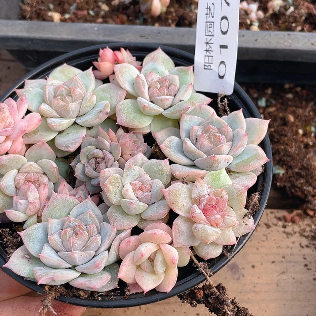 多肉植物多肉植物 107