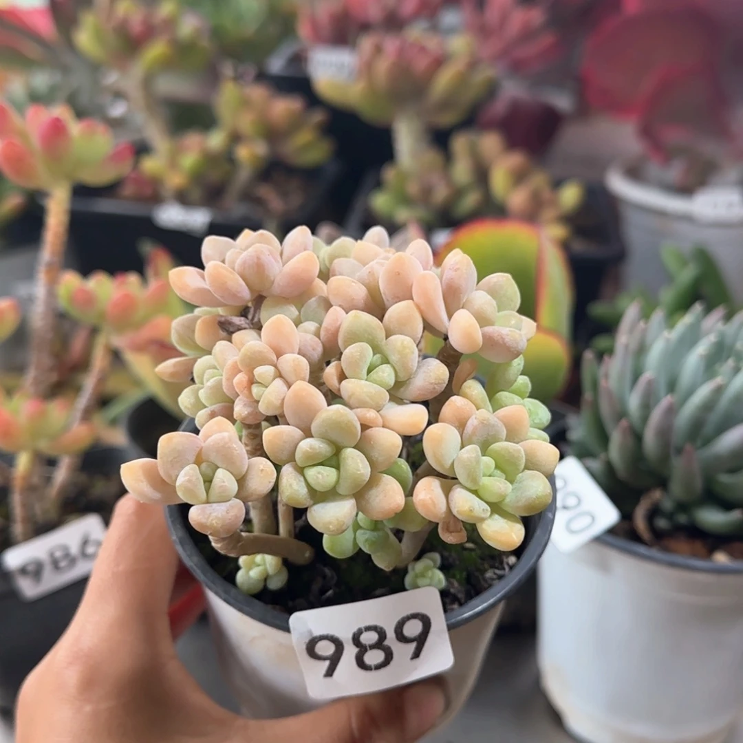 ****澈989号 一物一拍 一物一拍