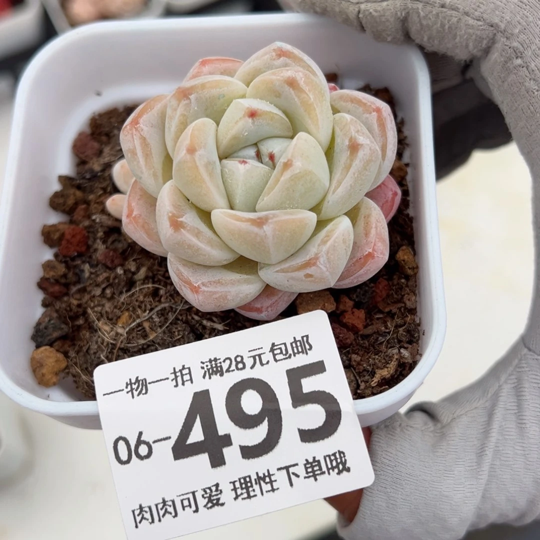 乐**。白底冰玉多肉多肉多肉多肉多肉