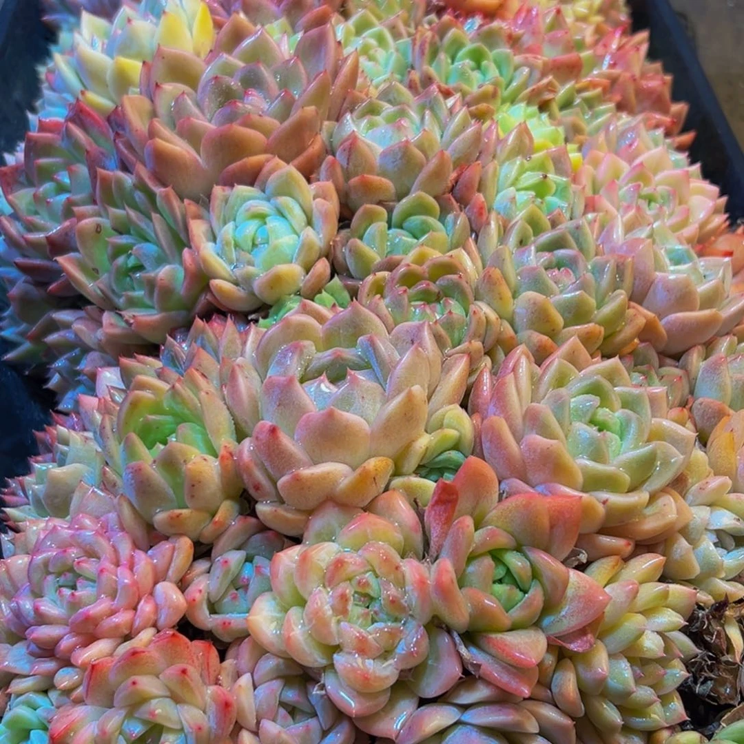 651多肉的人都在用这个词了