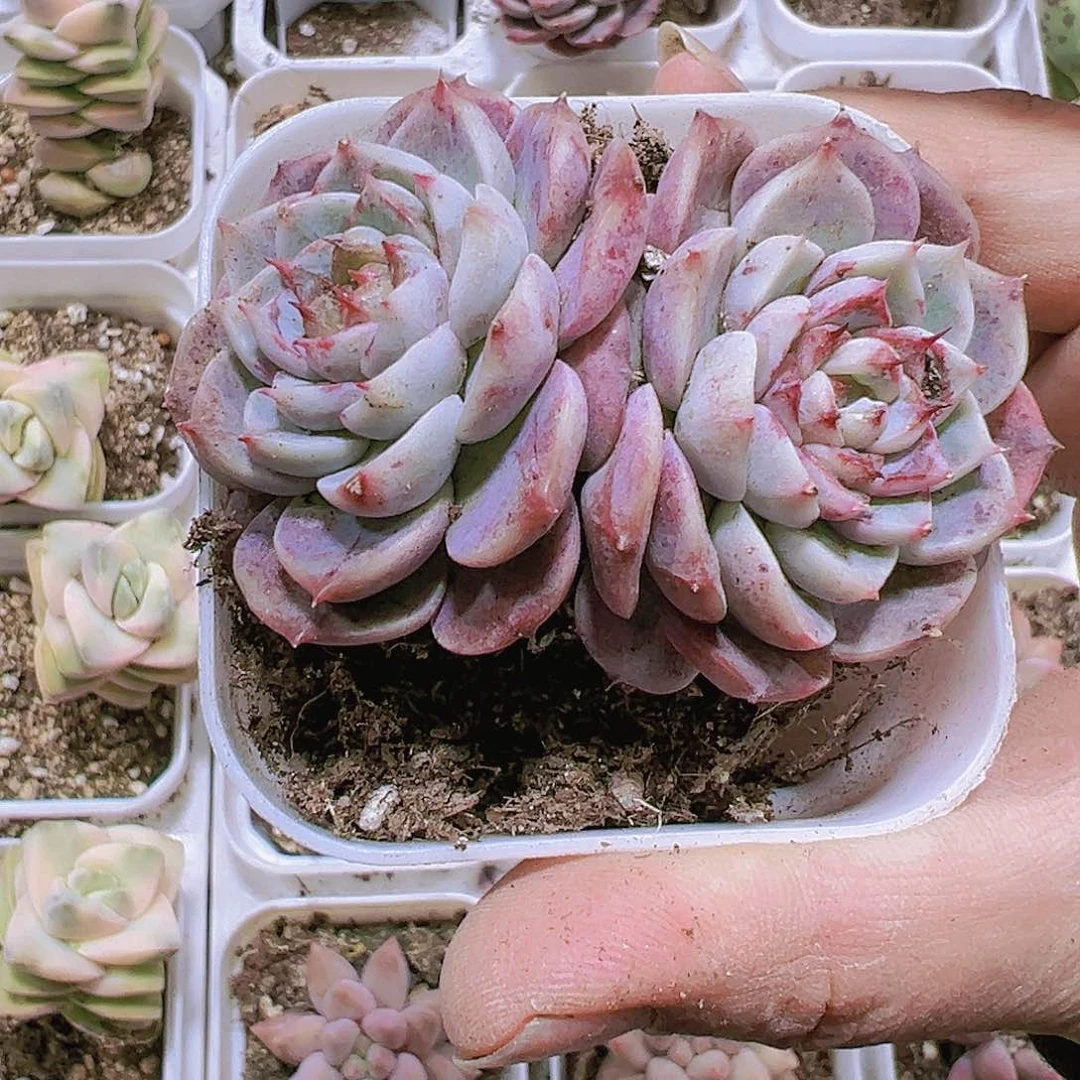 天鹅龙2个19包邮