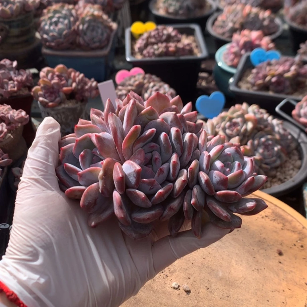 【闪购商品】*️****哈哈哈哈