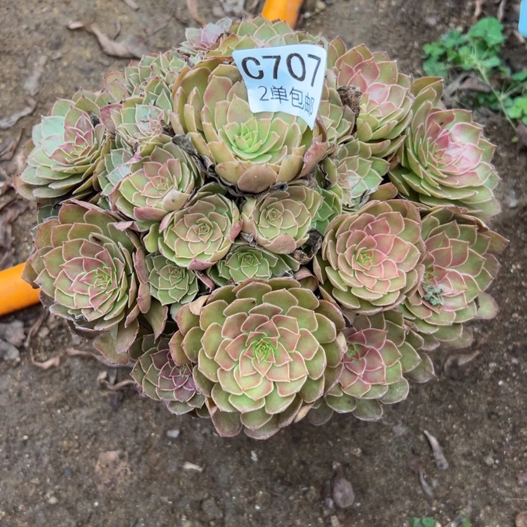 707多肉  红魔 不包断头