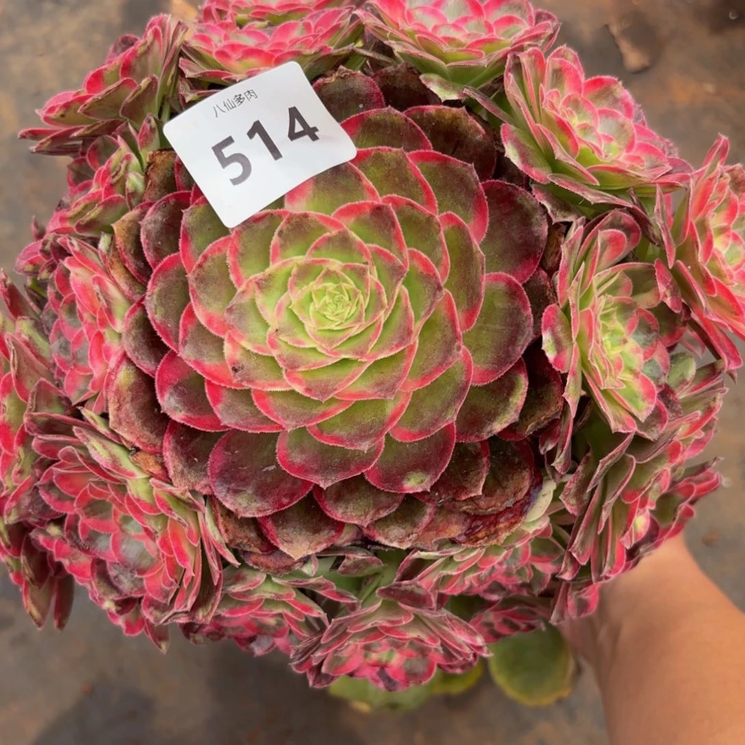 十**香514多肉植物玉芙蓉