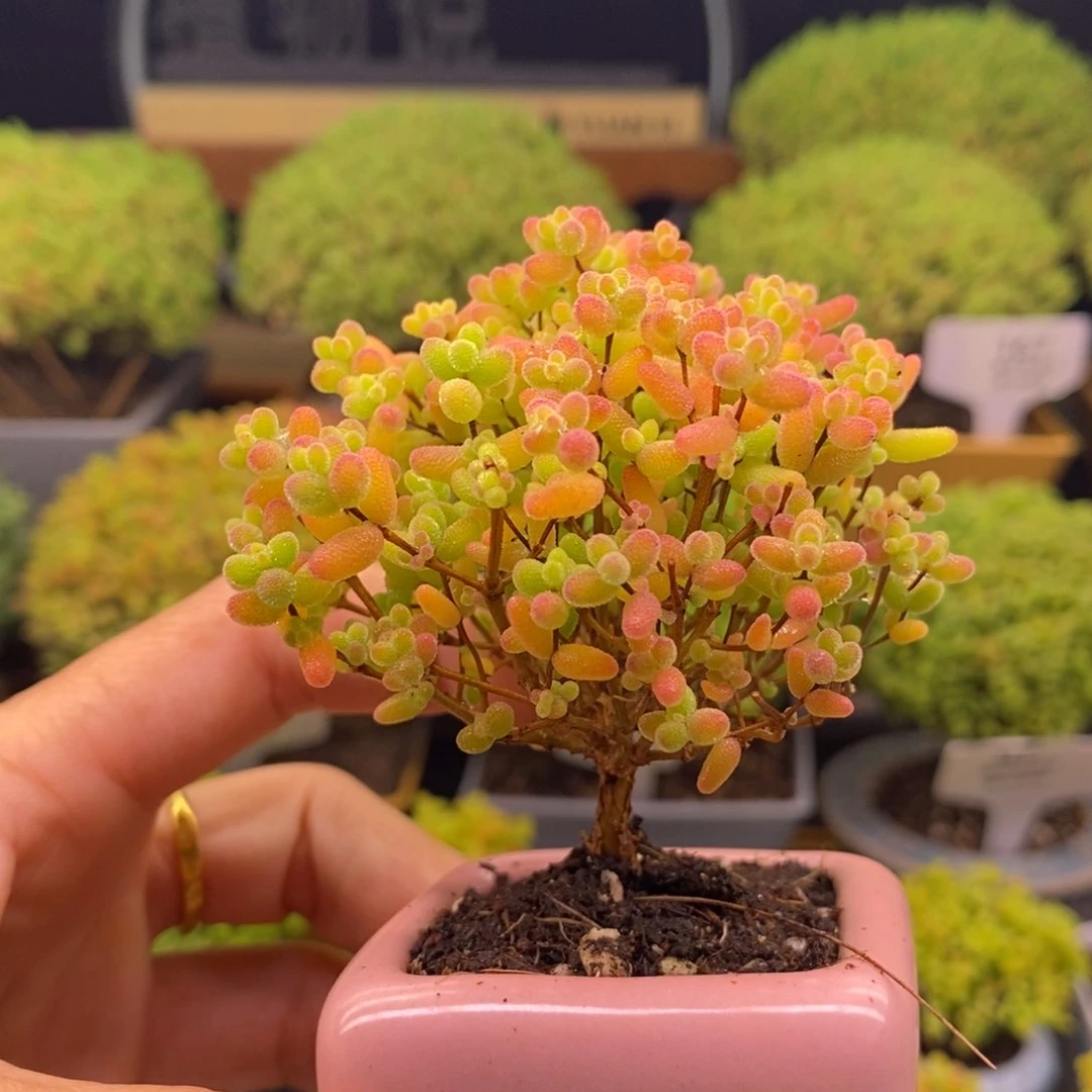 无花朵64蜜橘。