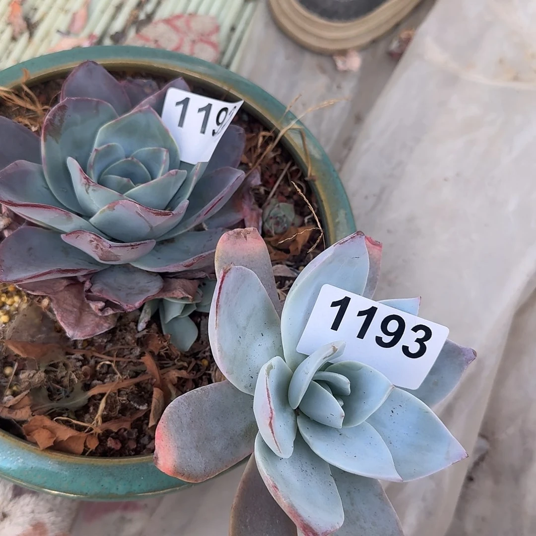 胡*心45666666666666666