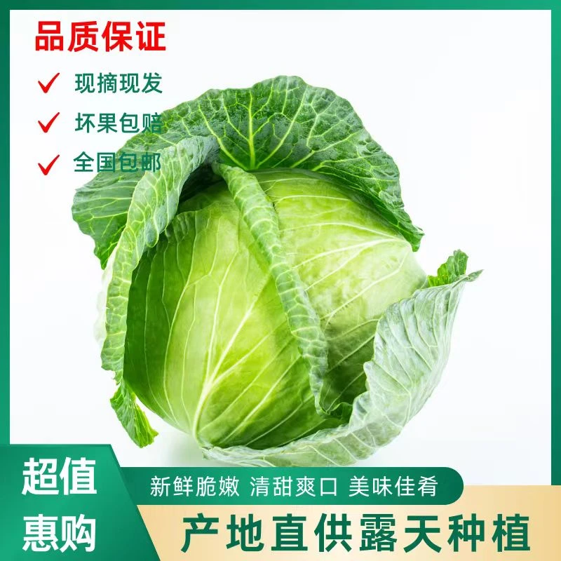 农家露天种植新鲜圆包菜卷心菜绿甘蓝莲花白时令蔬菜5斤包邮
