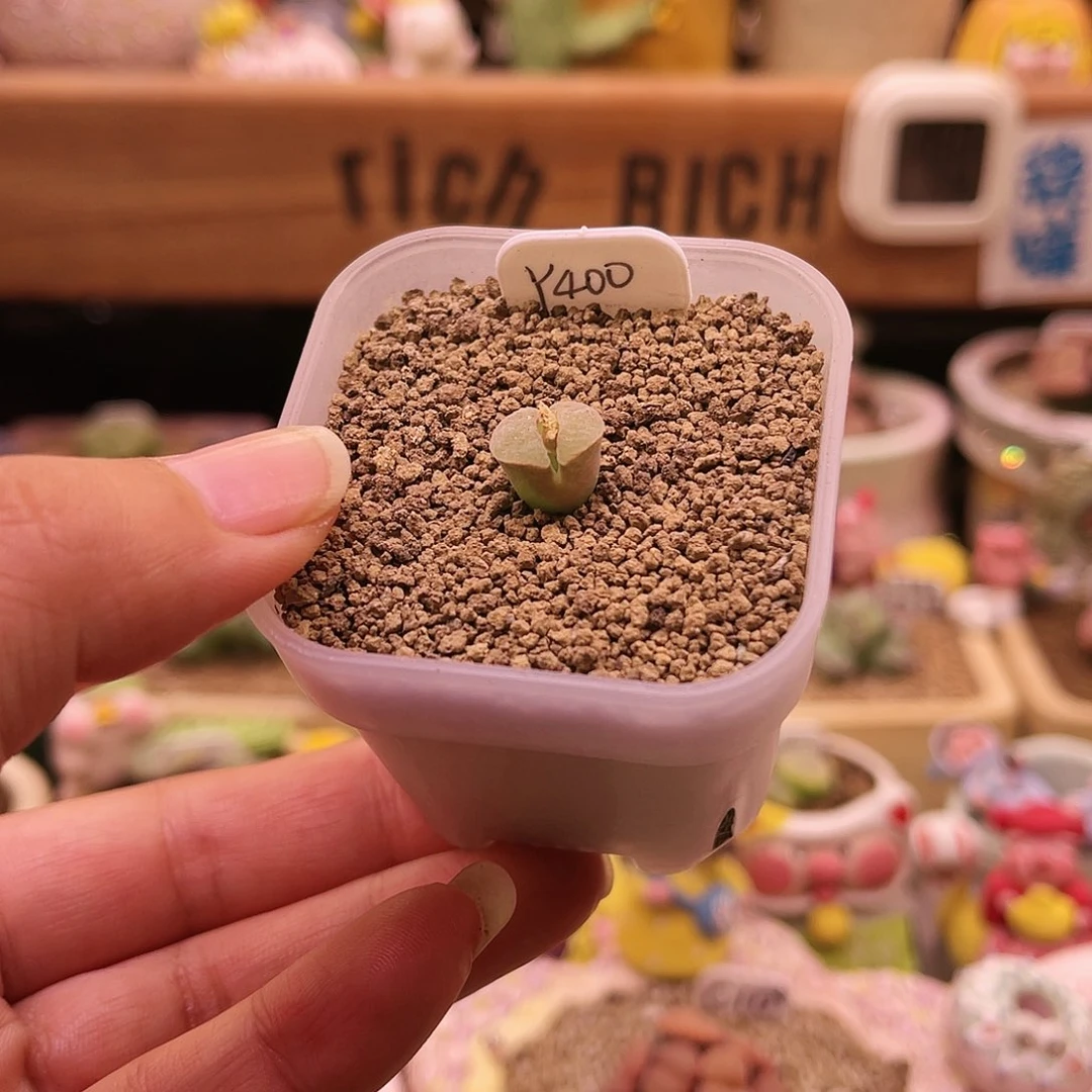 小母本Y400可带盆土发货