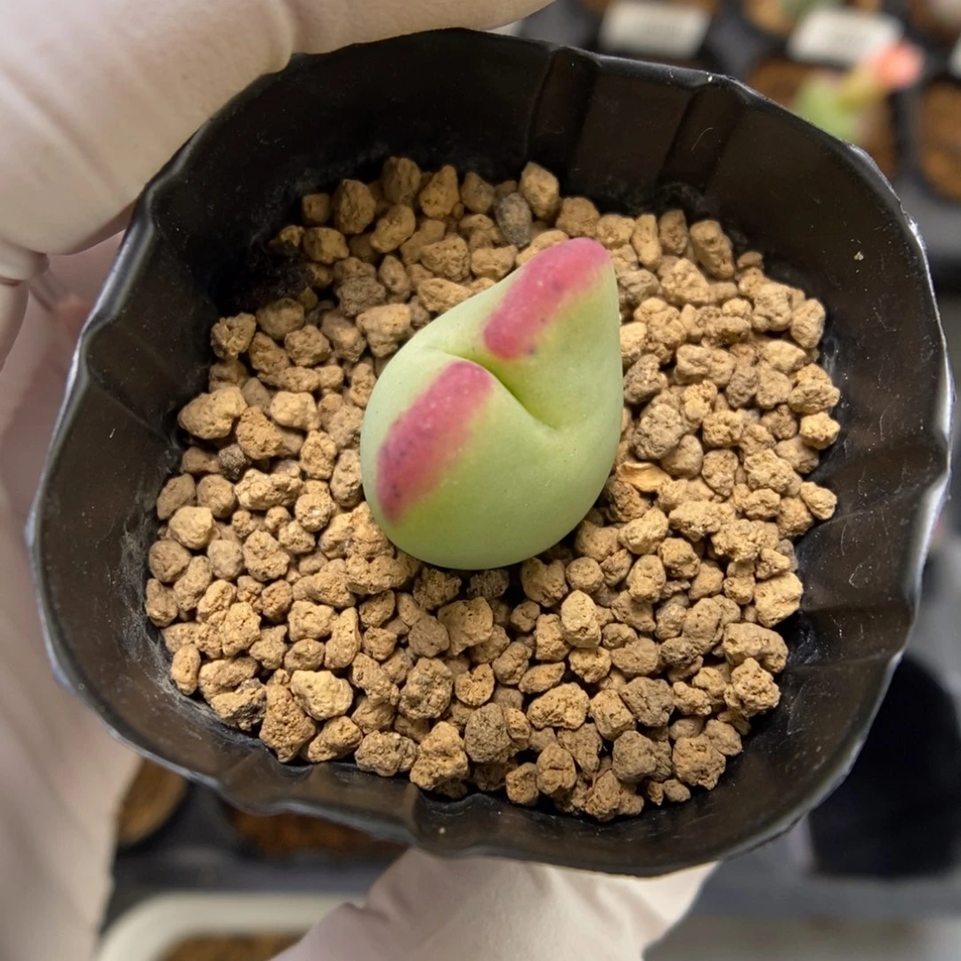 多肉植物肉锥杂交K-4092（1.7）