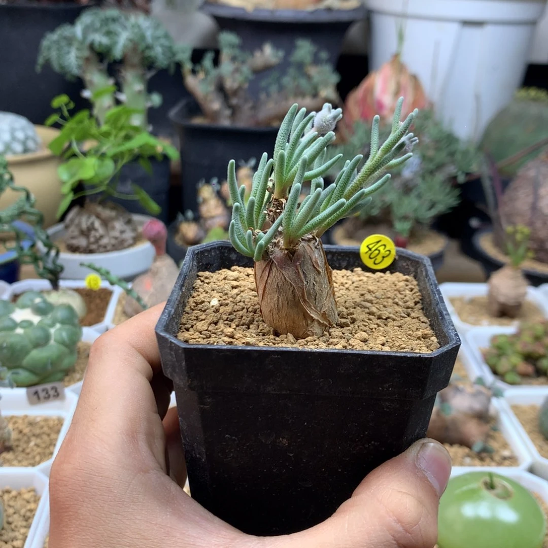 淡清霜母本带盆463