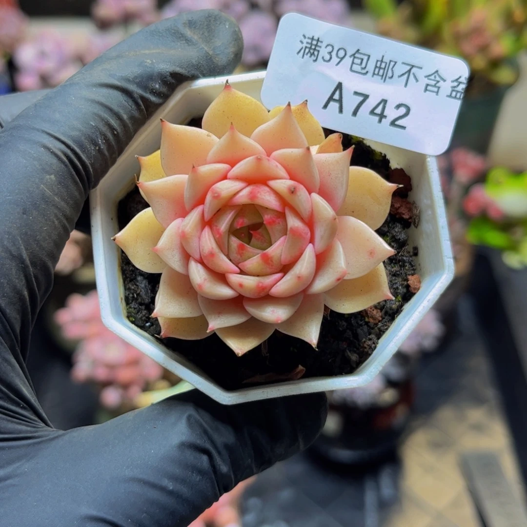 742本巴5厘米多肉