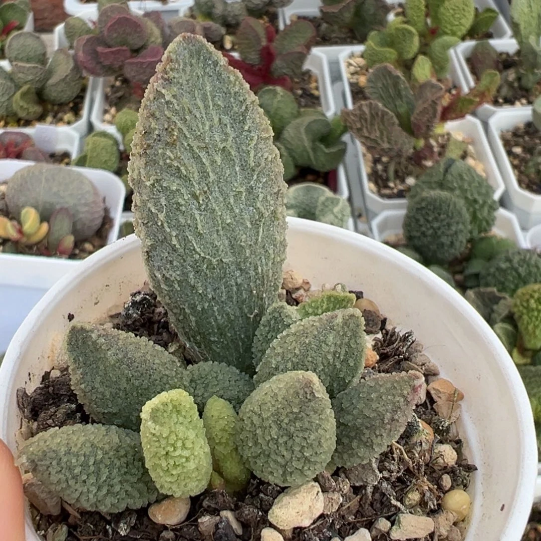 冰魄大苗多肉植物水泡