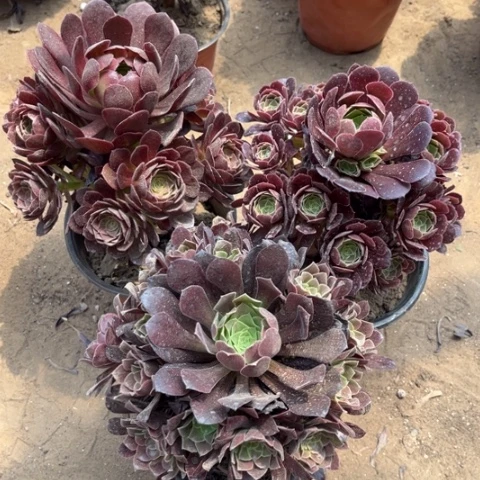 475多肉植物组合
