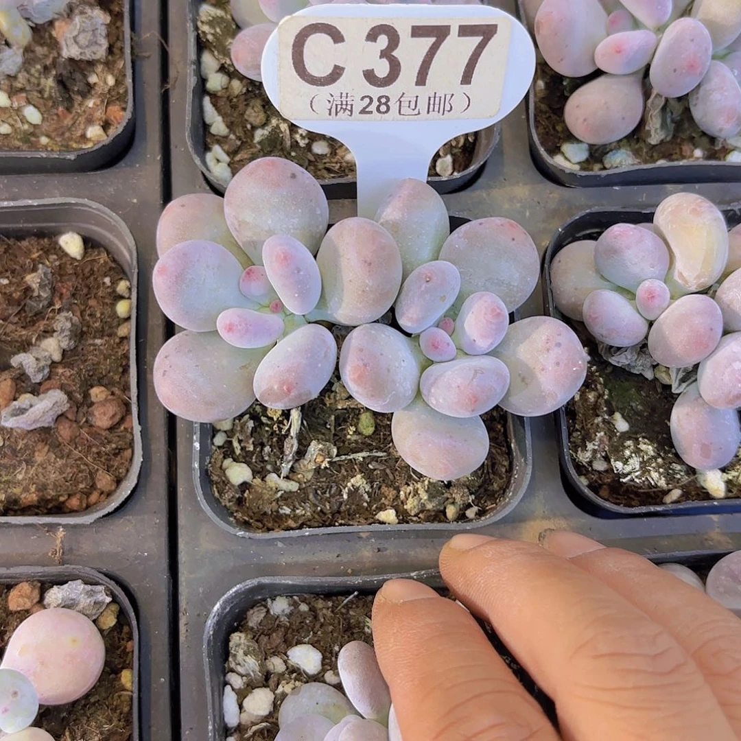 C377彩虹奶一物一拍