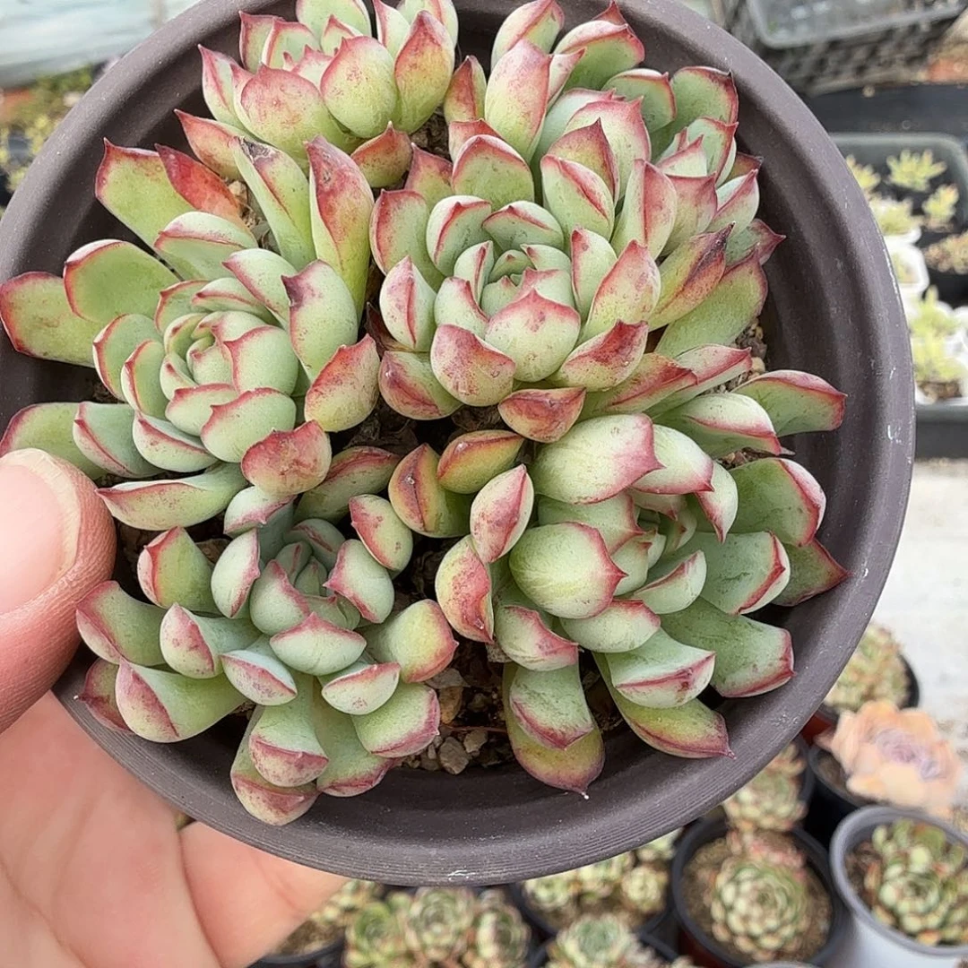 930多头无砍梦幻玫瑰满20包邮