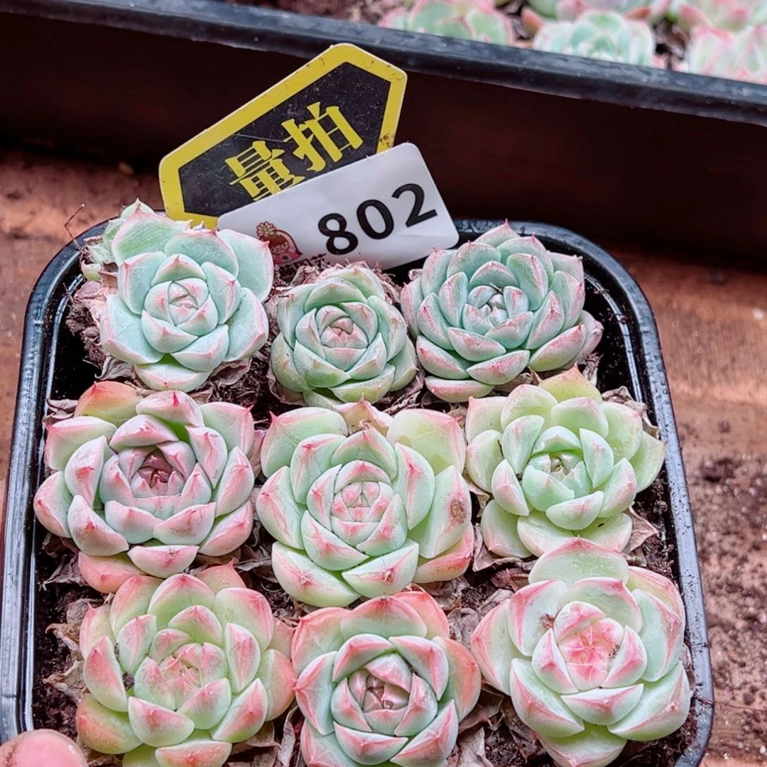 多肉植物多肉植物