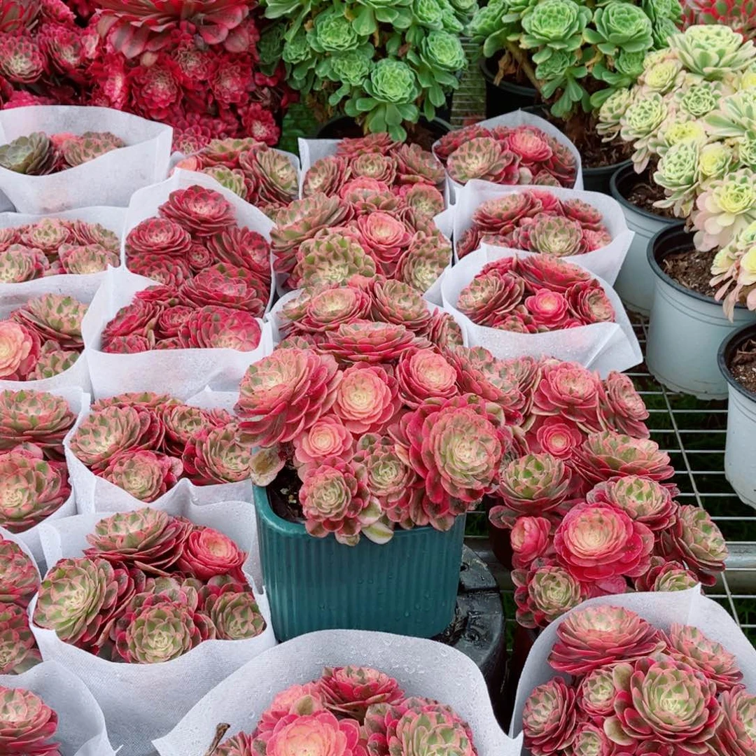 模特倾城小号量拍多肉法师一个（带盆带土会掉状态