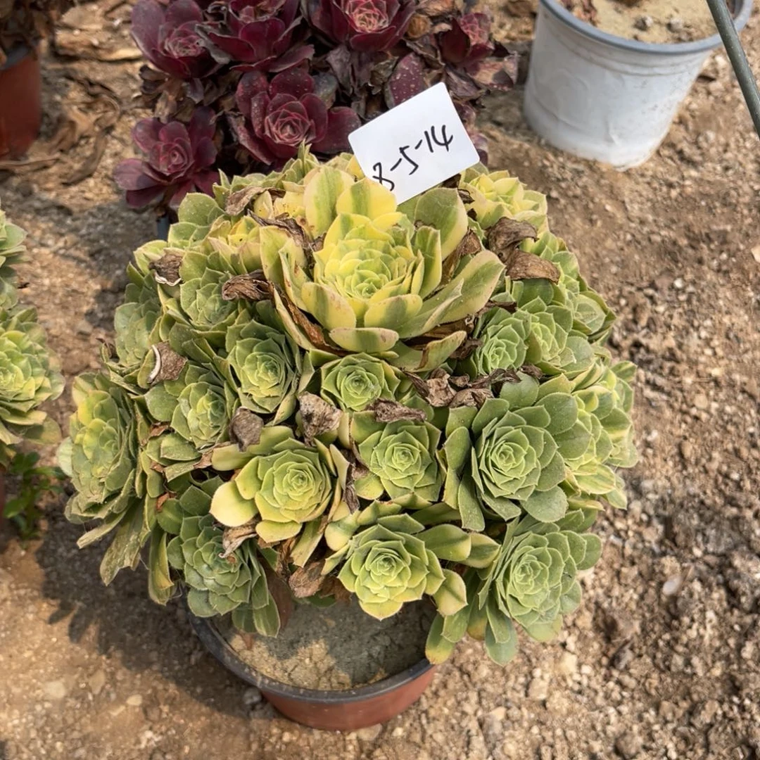 红***年8-5-14五彩琉璃寄养