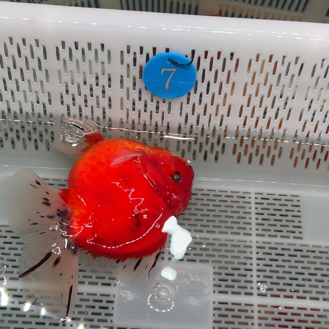 神***_金鱼你好吗我好想