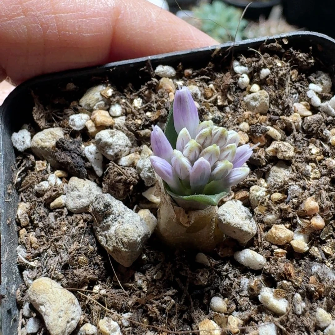 544侏儒立金花带盆发货