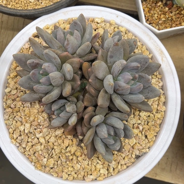 黑加仑 群生 夏鸣园艺
