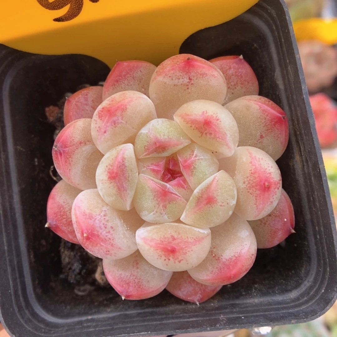 糖心珍妮可拍5148号